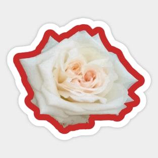 Close Up View Of A Beautiful Peach White Rose Isolated Sticker